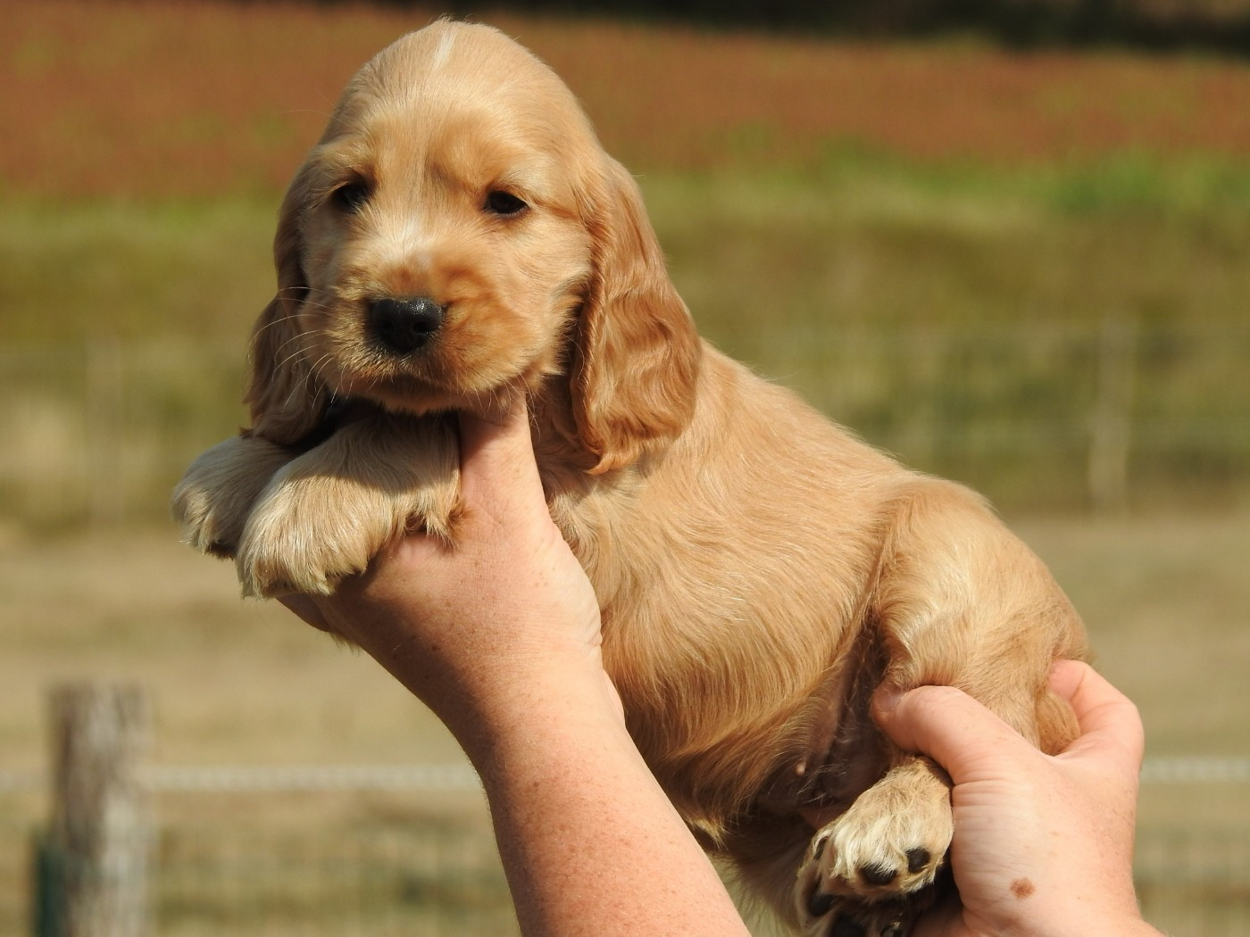 Du Clos De La Majesty - Chiots disponibles - Cocker Spaniel Anglais