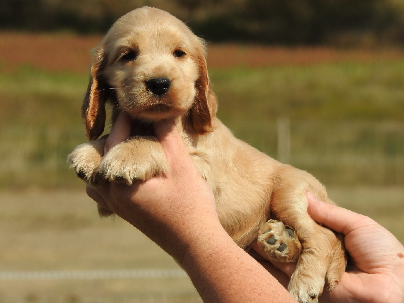 Du Clos De La Majesty - Chiots disponibles - Cocker Spaniel Anglais