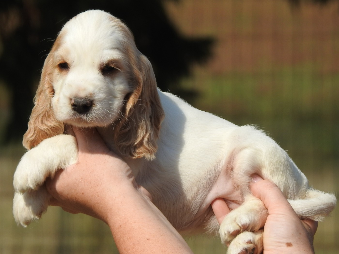 Du Clos De La Majesty - Chiots disponibles - Cocker Spaniel Anglais