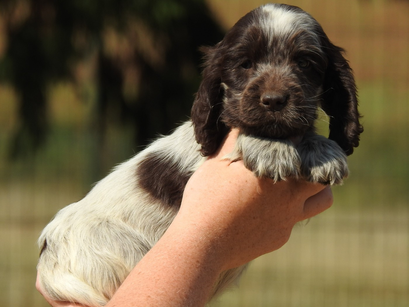 Du Clos De La Majesty - Chiots disponibles - Cocker Spaniel Anglais