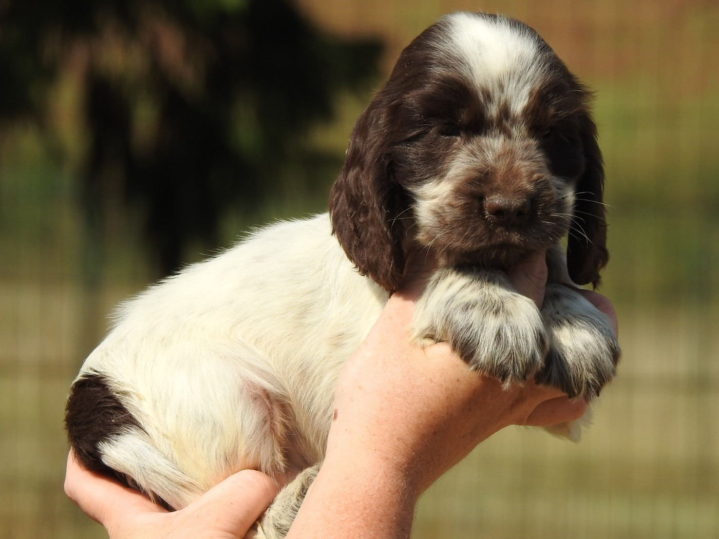 Du Clos De La Majesty - Chiots disponibles - Cocker Spaniel Anglais