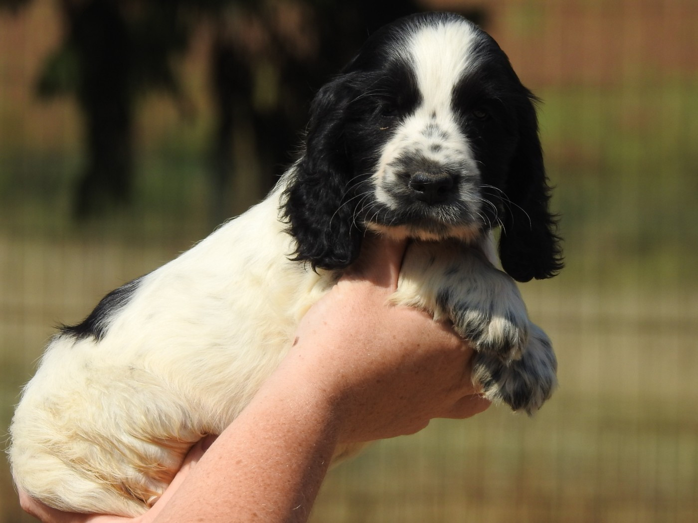Du Clos De La Majesty - Chiots disponibles - Cocker Spaniel Anglais