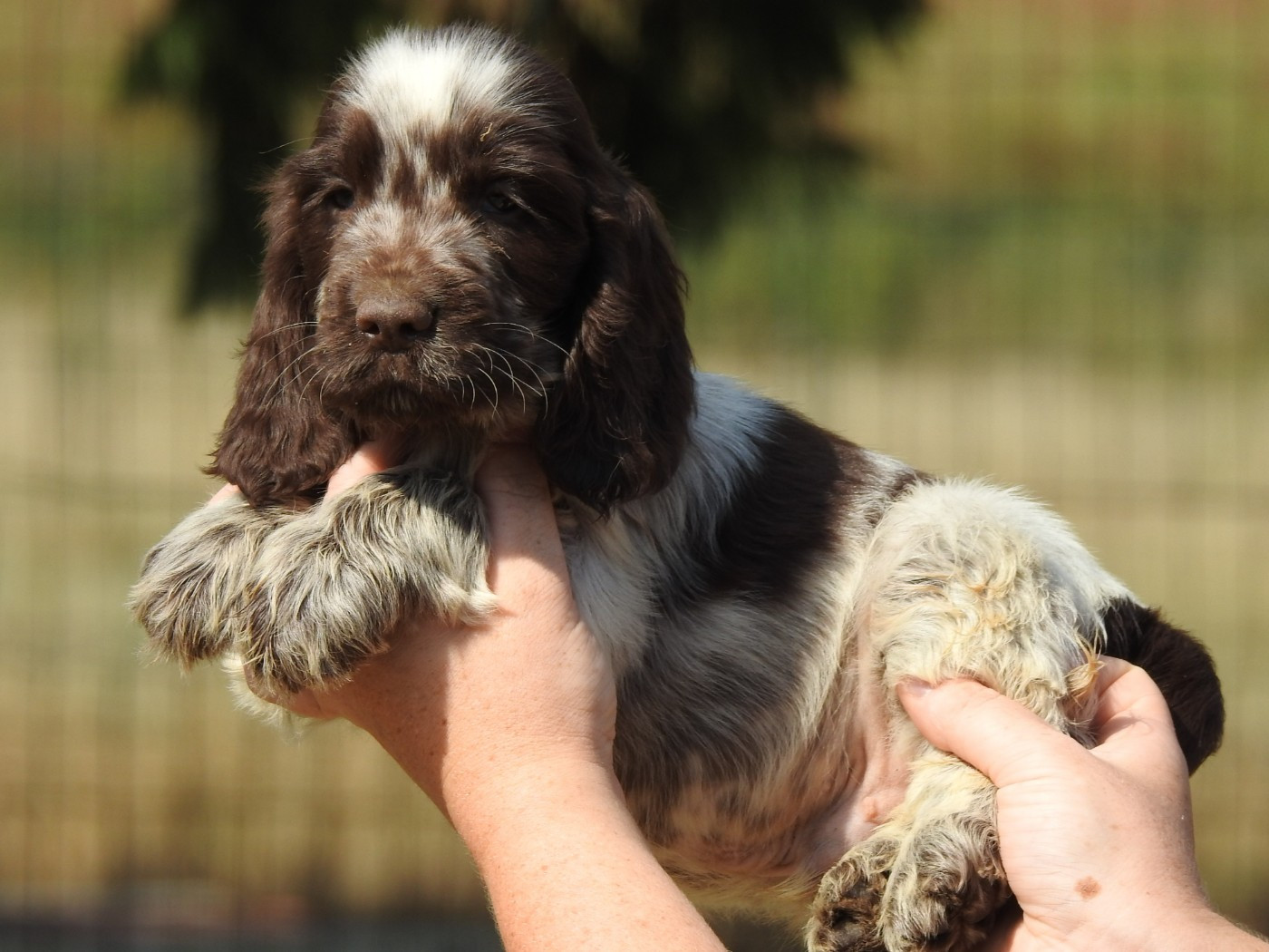Du Clos De La Majesty - Chiots disponibles - Cocker Spaniel Anglais