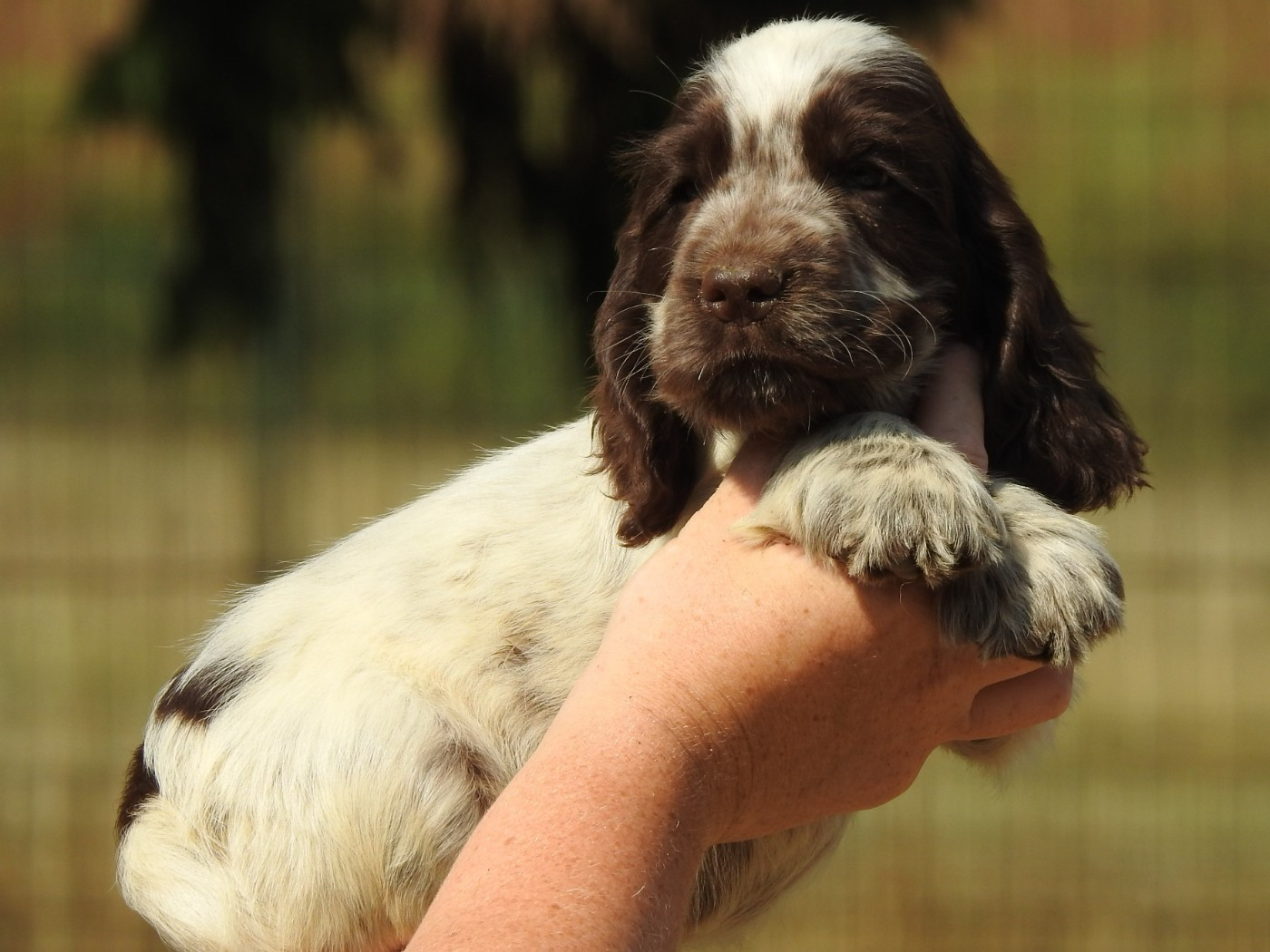 Du Clos De La Majesty - Chiots disponibles - Cocker Spaniel Anglais