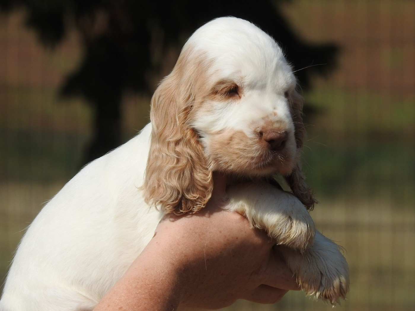 Du Clos De La Majesty - Chiots disponibles - Cocker Spaniel Anglais
