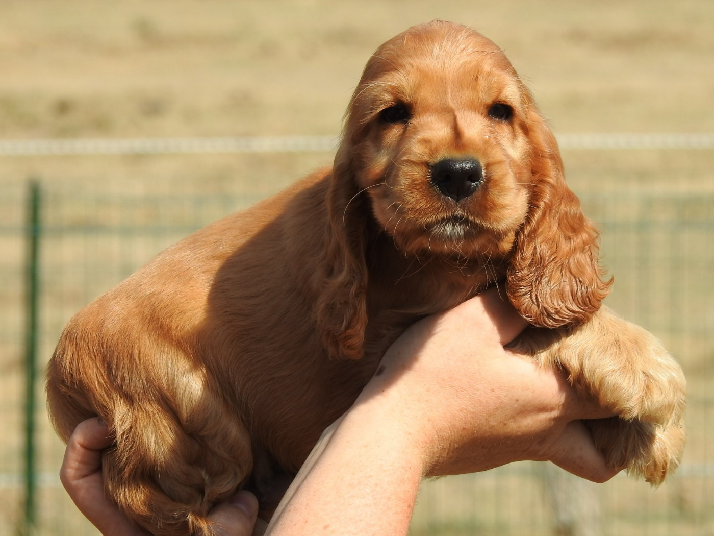 Du Clos De La Majesty - Chiots disponibles - Cocker Spaniel Anglais