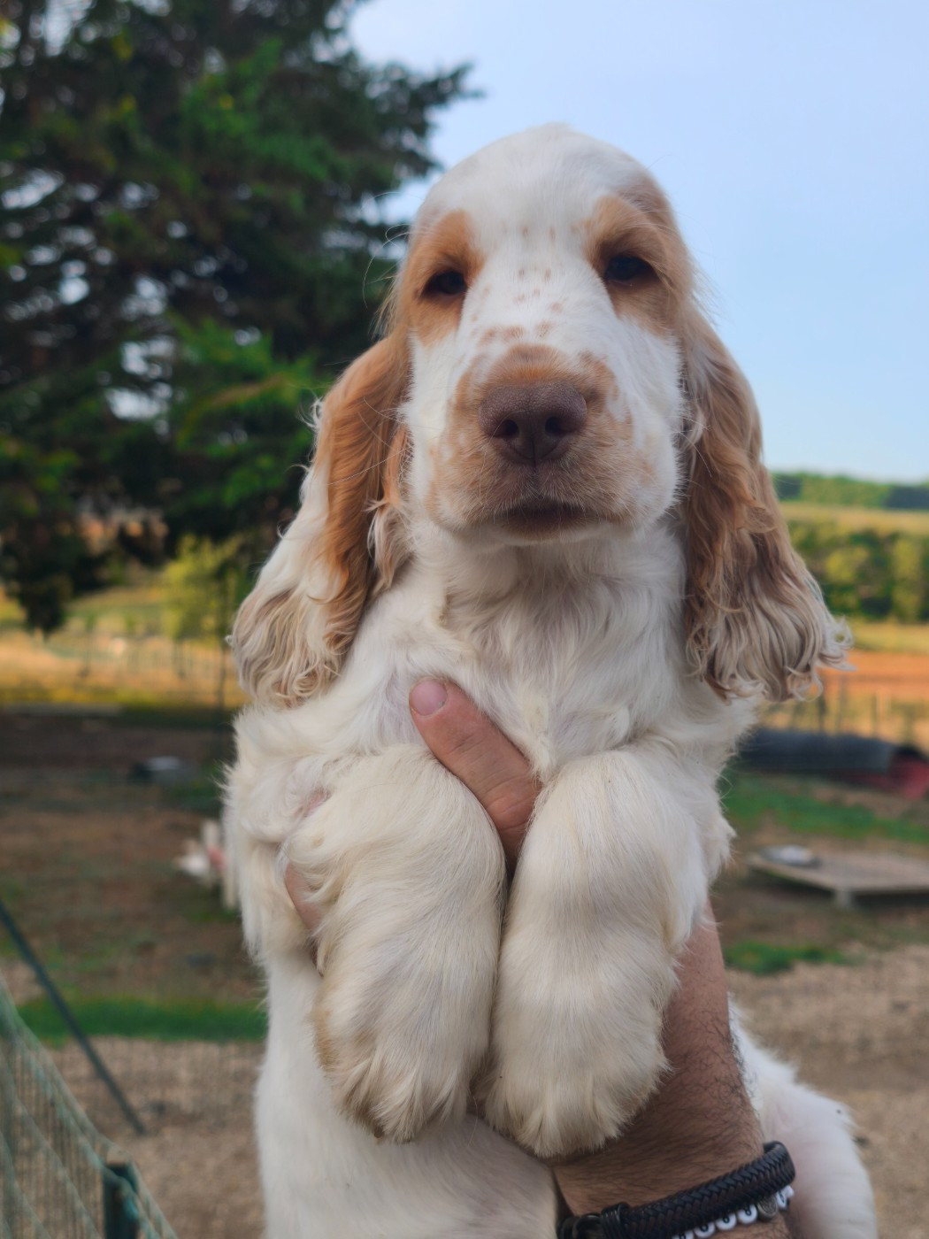 Du Clos De La Majesty - Chiots disponibles - Cocker Spaniel Anglais