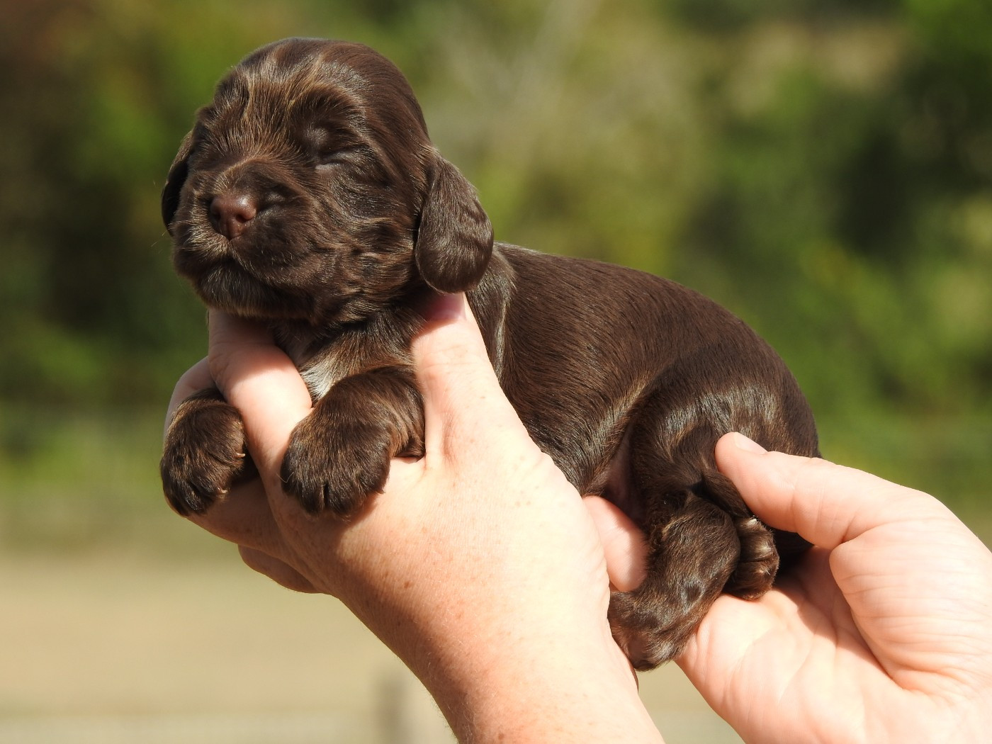 Du Clos De La Majesty - Chiots disponibles - Cocker Spaniel Anglais