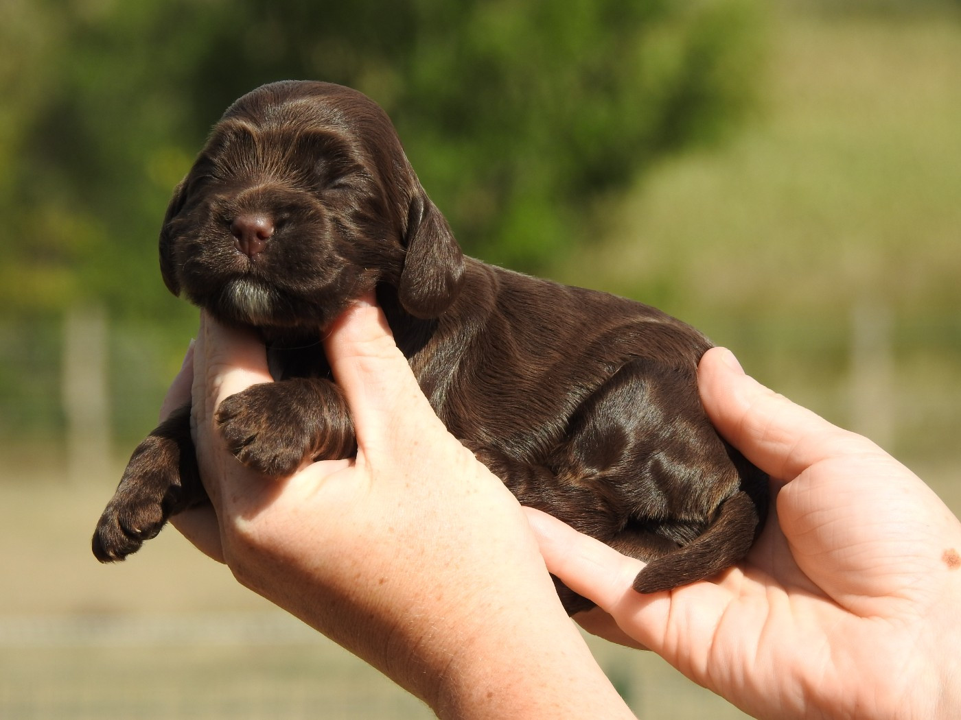 Du Clos De La Majesty - Chiots disponibles - Cocker Spaniel Anglais