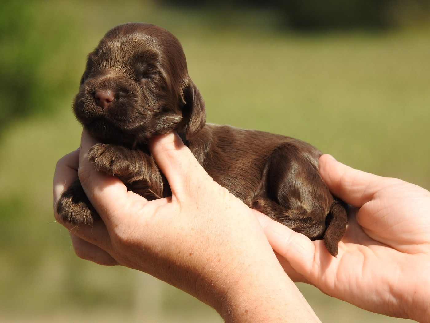 Du Clos De La Majesty - Chiots disponibles - Cocker Spaniel Anglais