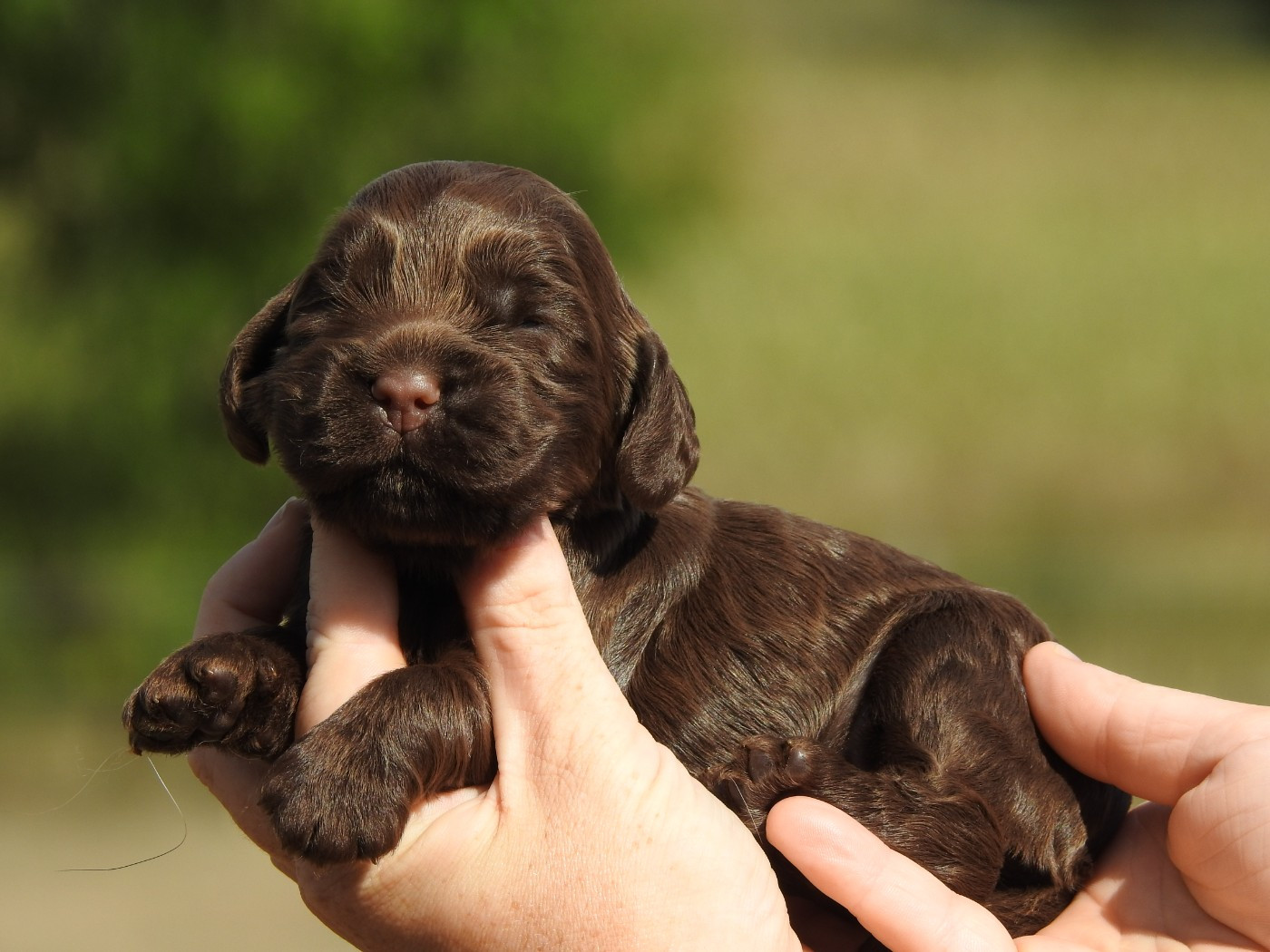 Du Clos De La Majesty - Chiots disponibles - Cocker Spaniel Anglais