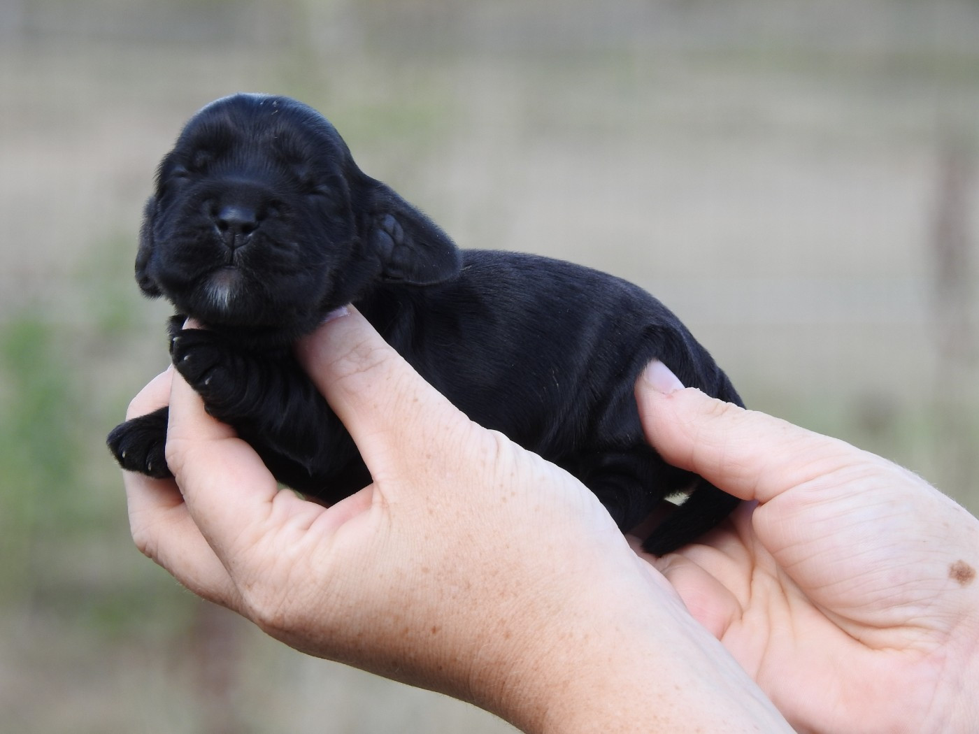 Du Clos De La Majesty - Chiots disponibles - Cocker Spaniel Anglais