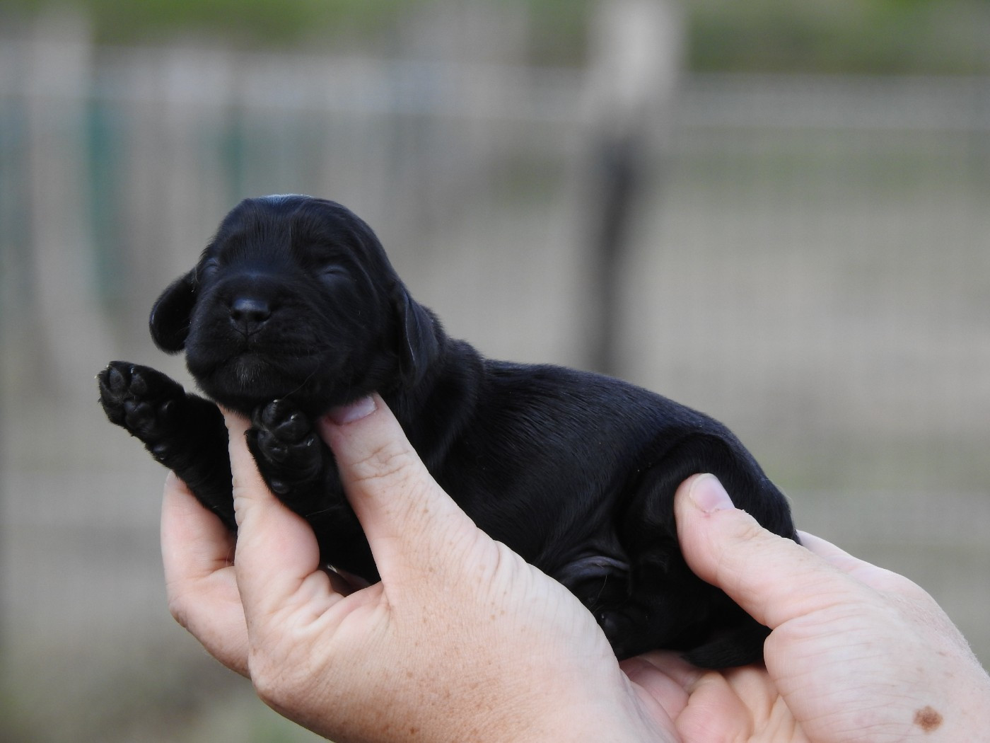 Du Clos De La Majesty - Chiots disponibles - Cocker Spaniel Anglais