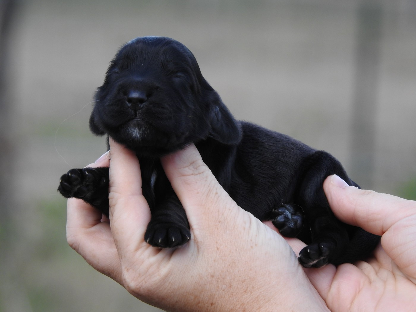 Du Clos De La Majesty - Chiots disponibles - Cocker Spaniel Anglais