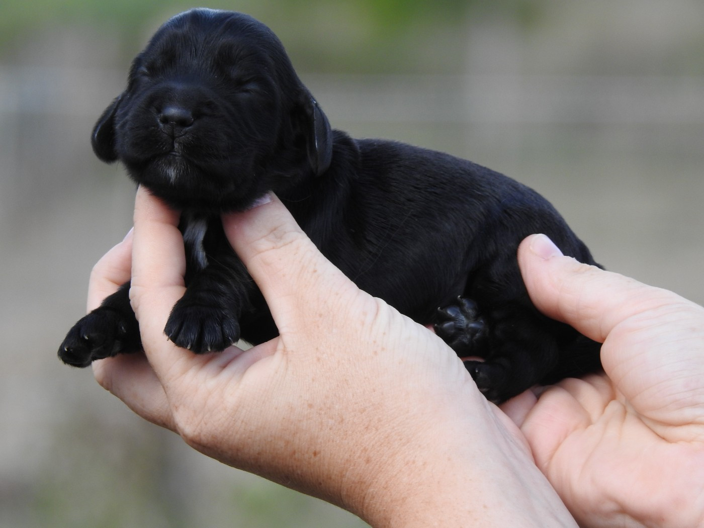 Du Clos De La Majesty - Chiots disponibles - Cocker Spaniel Anglais