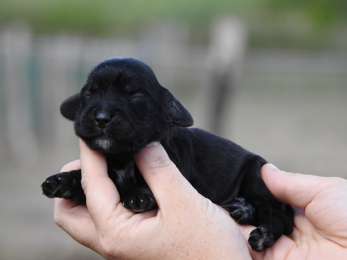Du Clos De La Majesty - Chiots disponibles - Cocker Spaniel Anglais