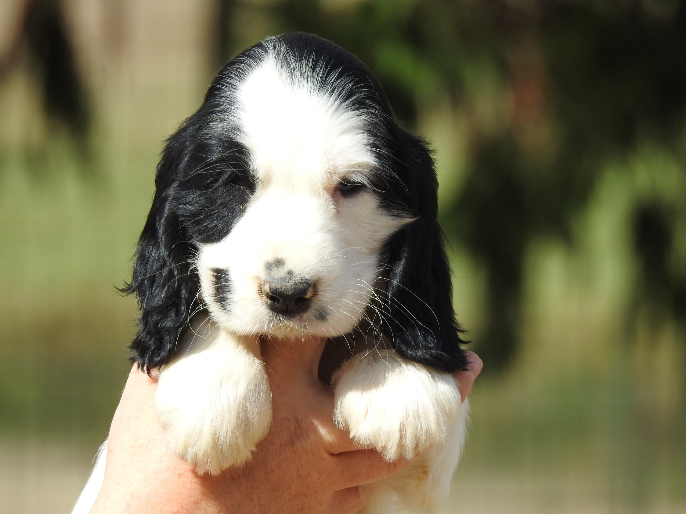 Du Clos De La Majesty - Chiots disponibles - Cocker Spaniel Anglais