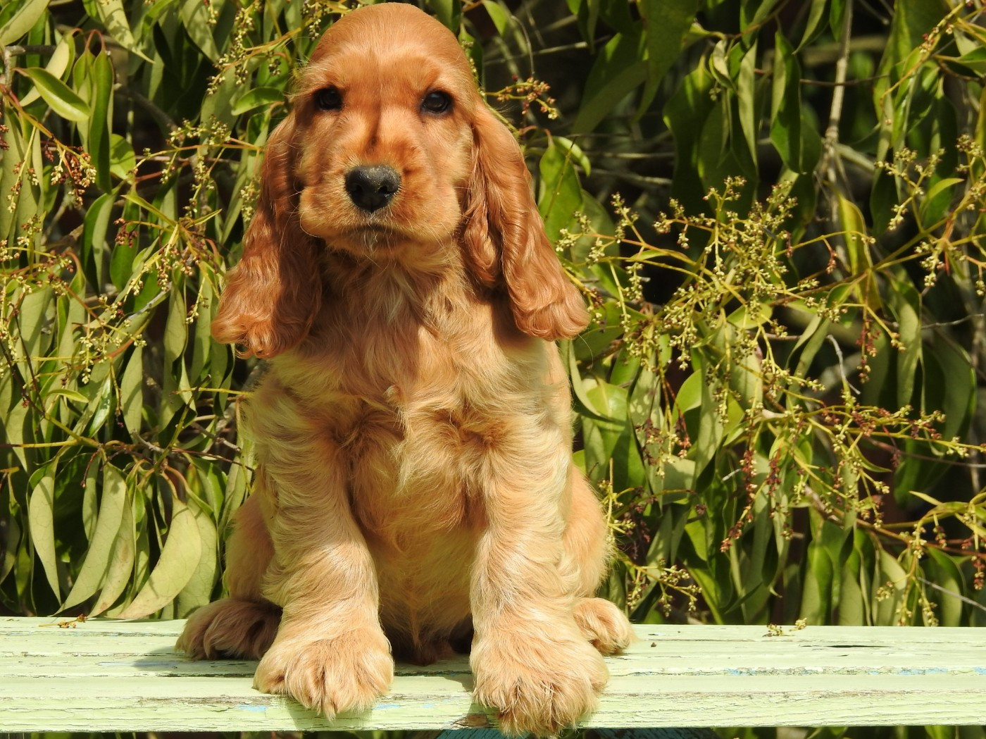 Du Clos De La Majesty - Chiots disponibles - Cocker Spaniel Anglais