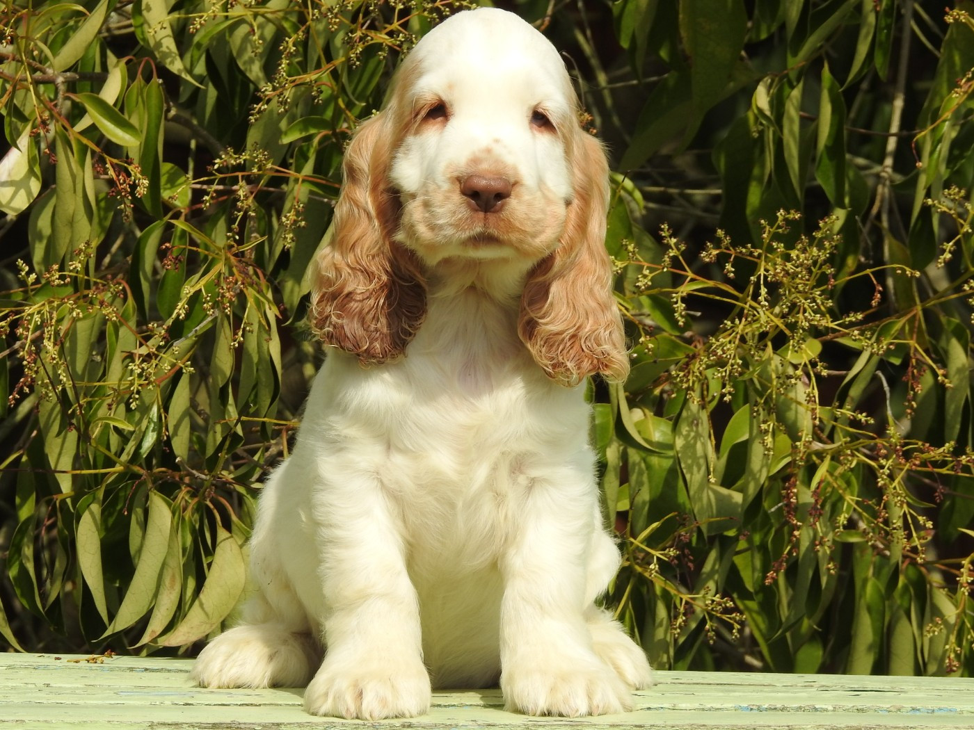 Du Clos De La Majesty - Chiots disponibles - Cocker Spaniel Anglais