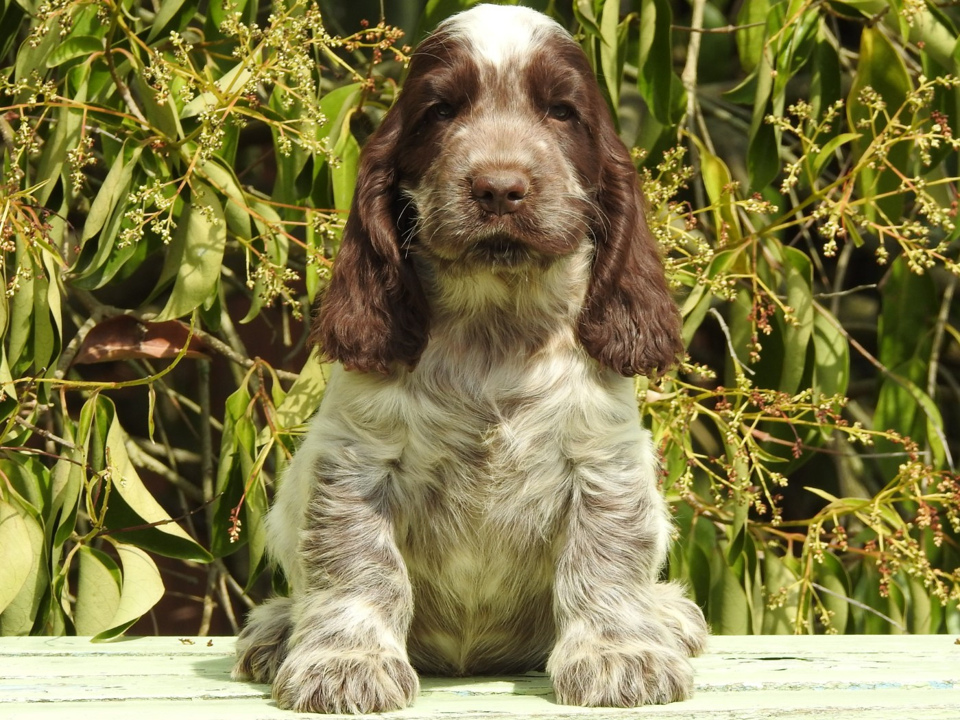 Du Clos De La Majesty - Chiots disponibles - Cocker Spaniel Anglais