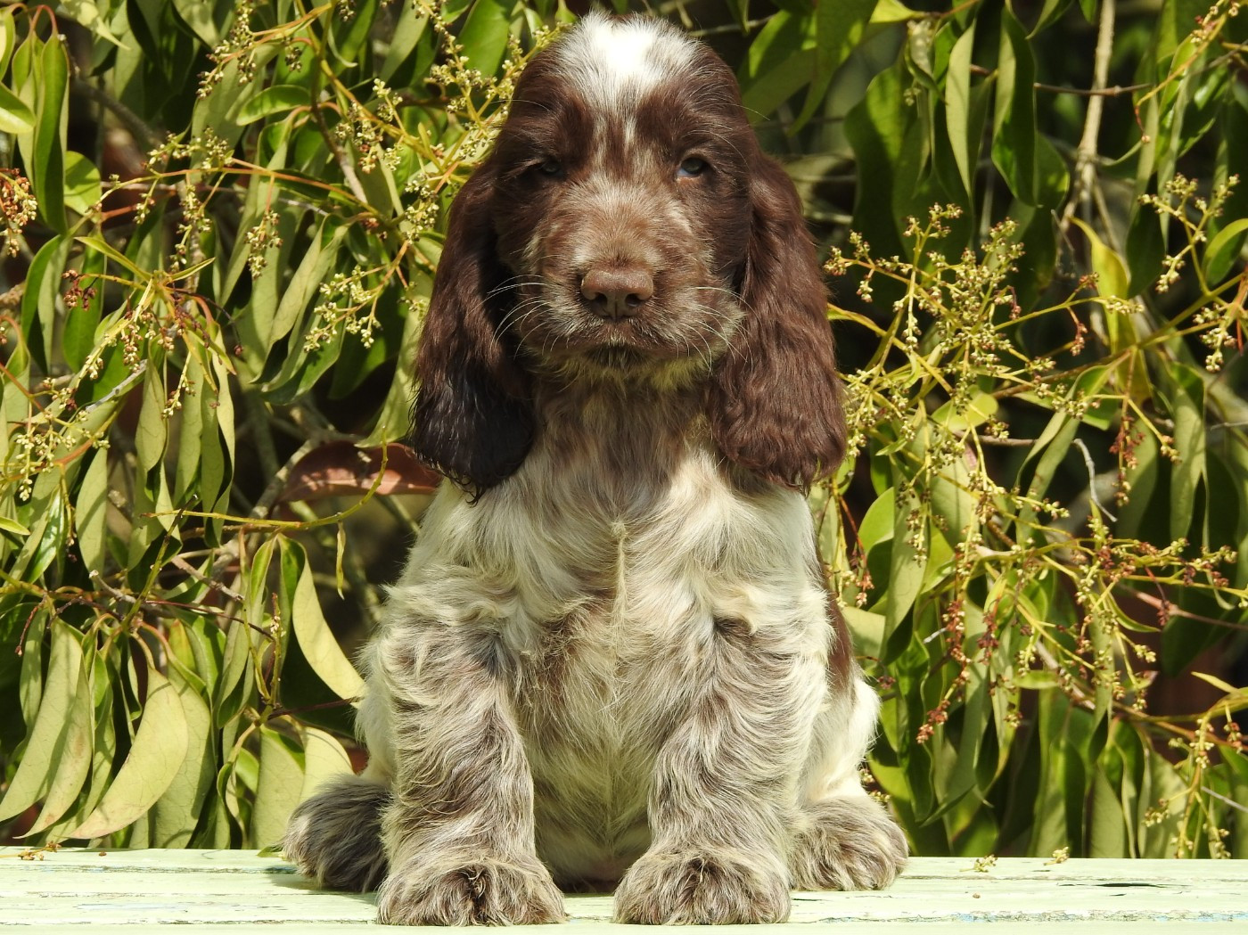 Du Clos De La Majesty - Chiots disponibles - Cocker Spaniel Anglais