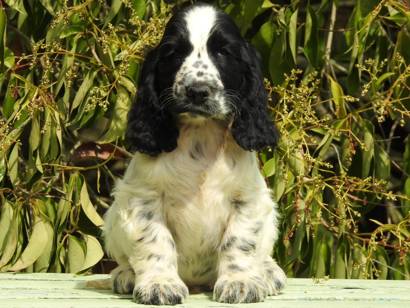 Du Clos De La Majesty - Chiots disponibles - Cocker Spaniel Anglais