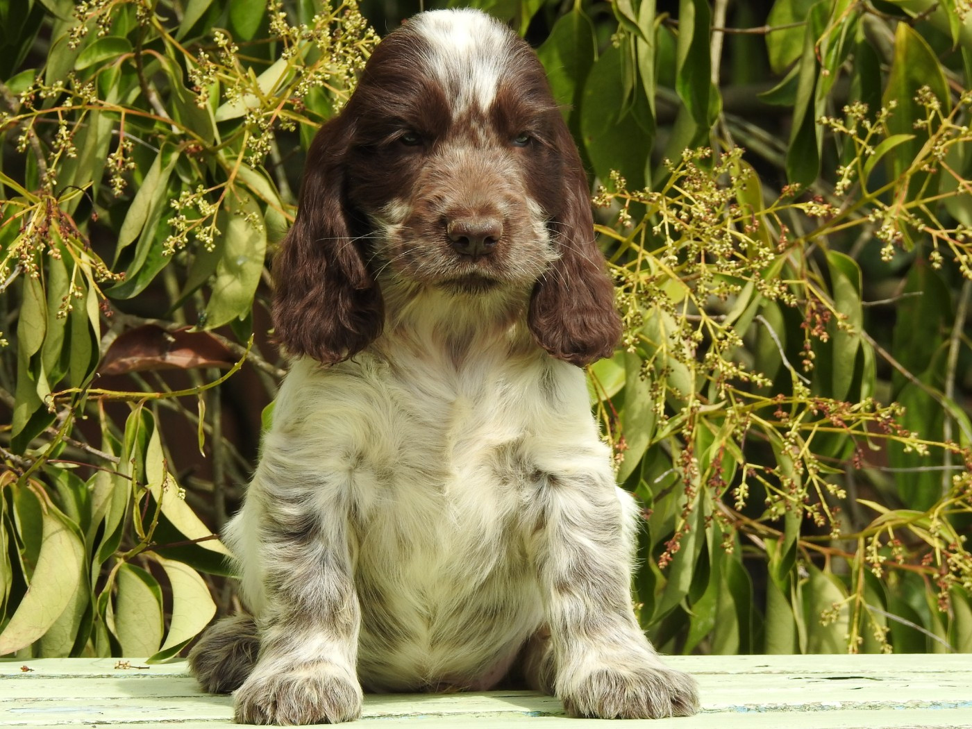Du Clos De La Majesty - Chiots disponibles - Cocker Spaniel Anglais