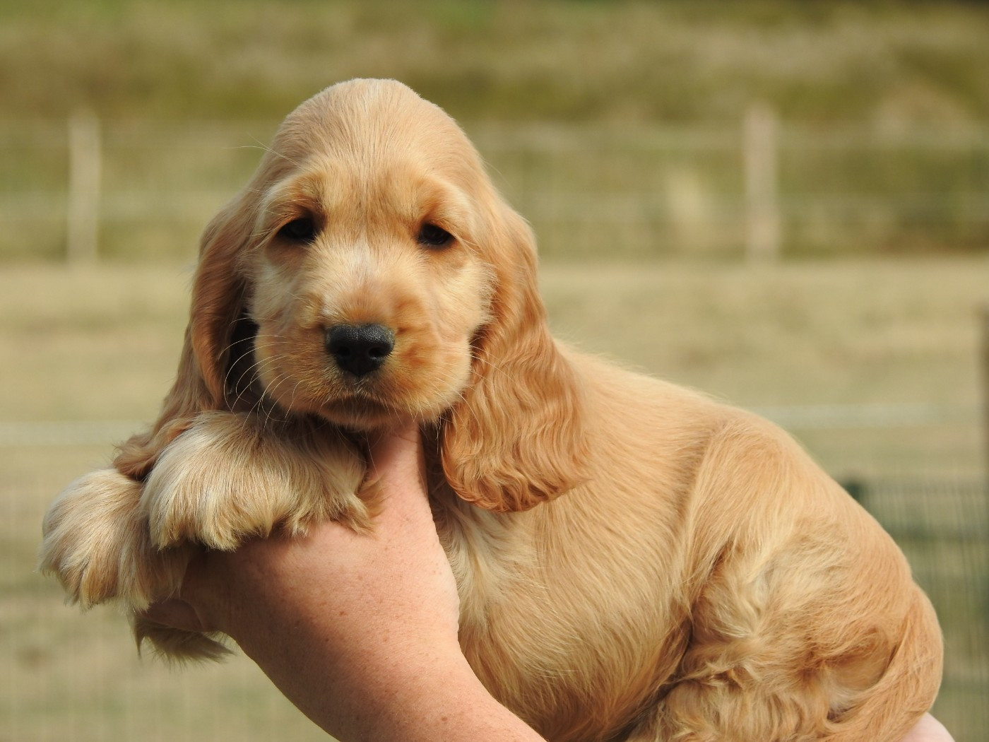 Du Clos De La Majesty - Chiots disponibles - Cocker Spaniel Anglais