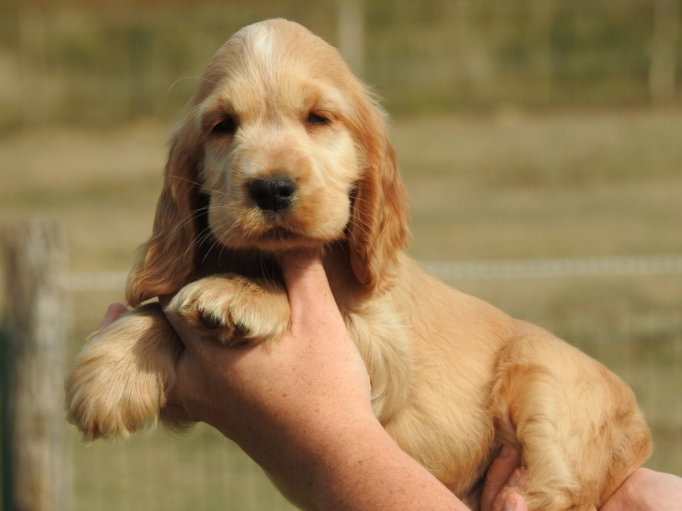 Du Clos De La Majesty - Chiots disponibles - Cocker Spaniel Anglais