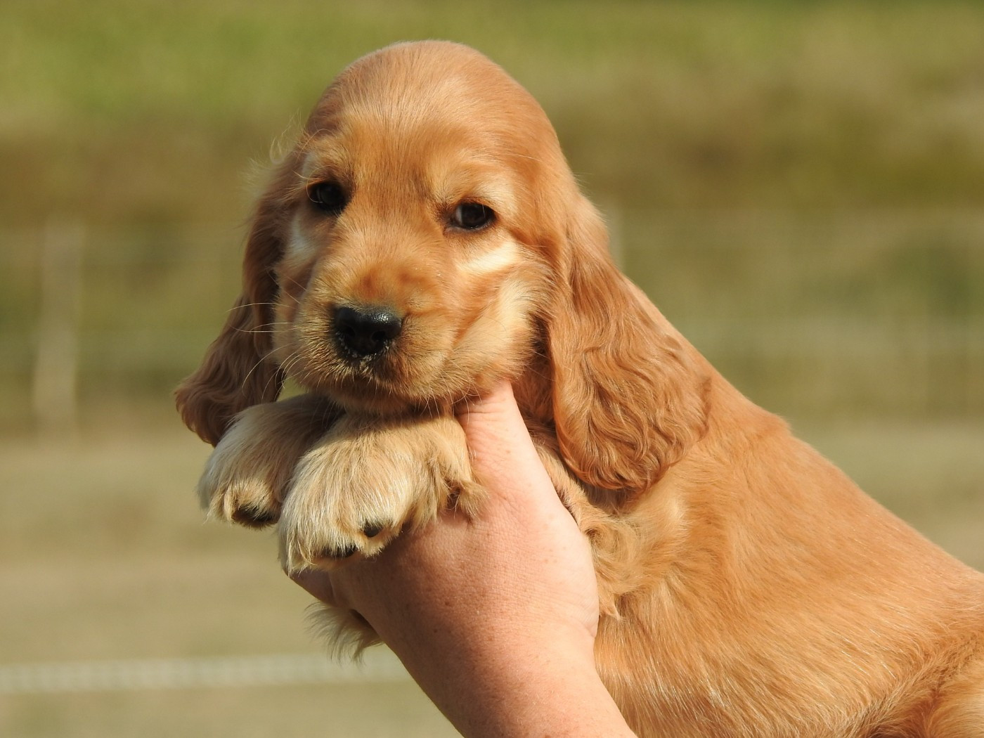 Du Clos De La Majesty - Chiots disponibles - Cocker Spaniel Anglais