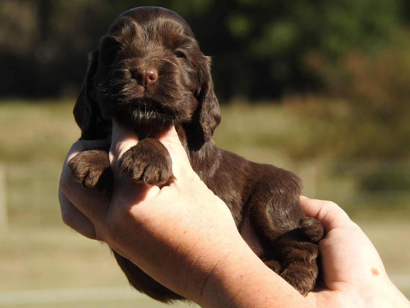 Du Clos De La Majesty - Chiots disponibles - Cocker Spaniel Anglais