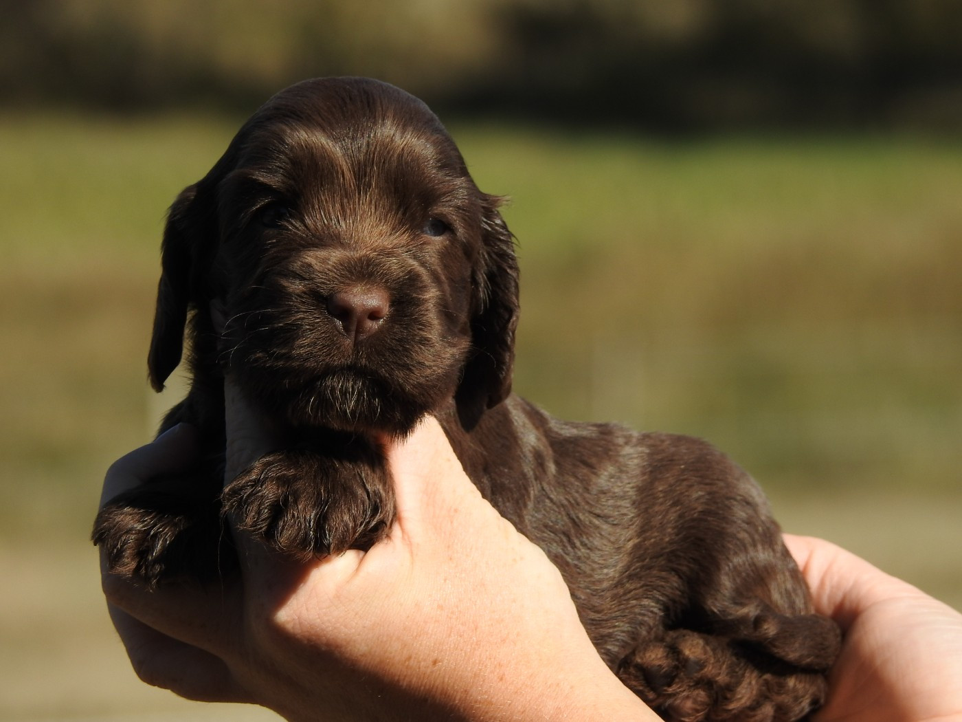 Du Clos De La Majesty - Chiots disponibles - Cocker Spaniel Anglais