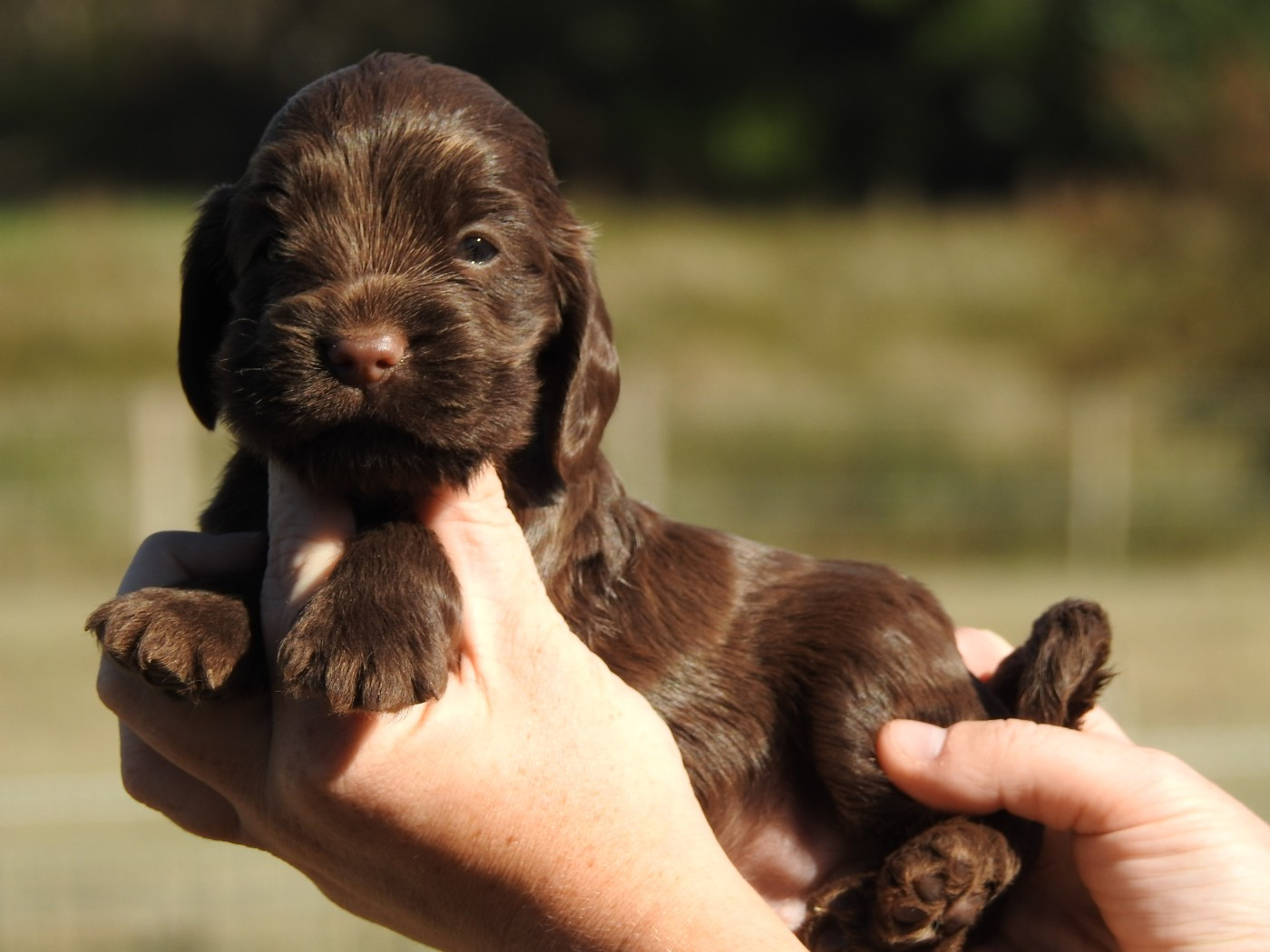 Du Clos De La Majesty - Chiots disponibles - Cocker Spaniel Anglais