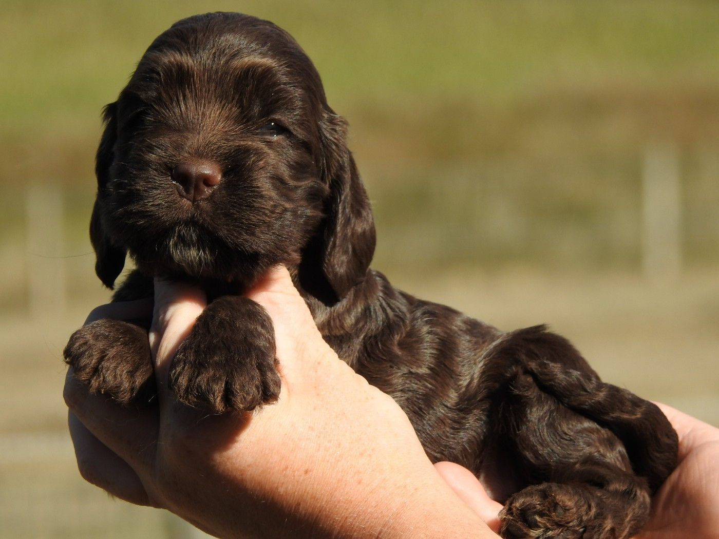 Du Clos De La Majesty - Chiots disponibles - Cocker Spaniel Anglais