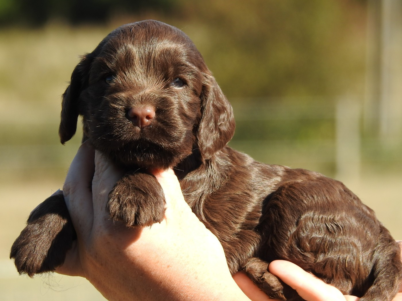 Du Clos De La Majesty - Cocker Spaniel Anglais - Portée née le 16/08/2026