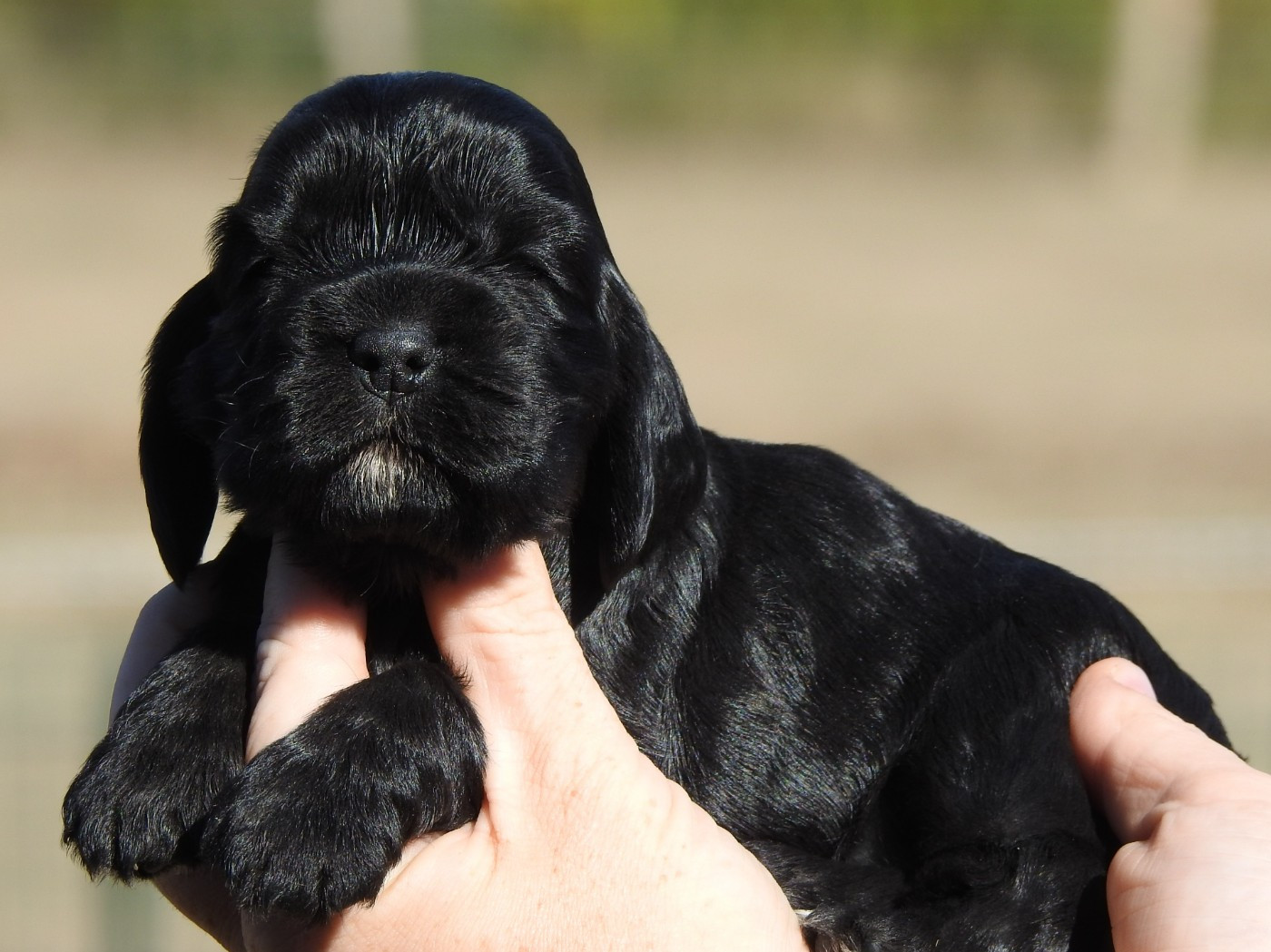 Du Clos De La Majesty - Chiots disponibles - Cocker Spaniel Anglais