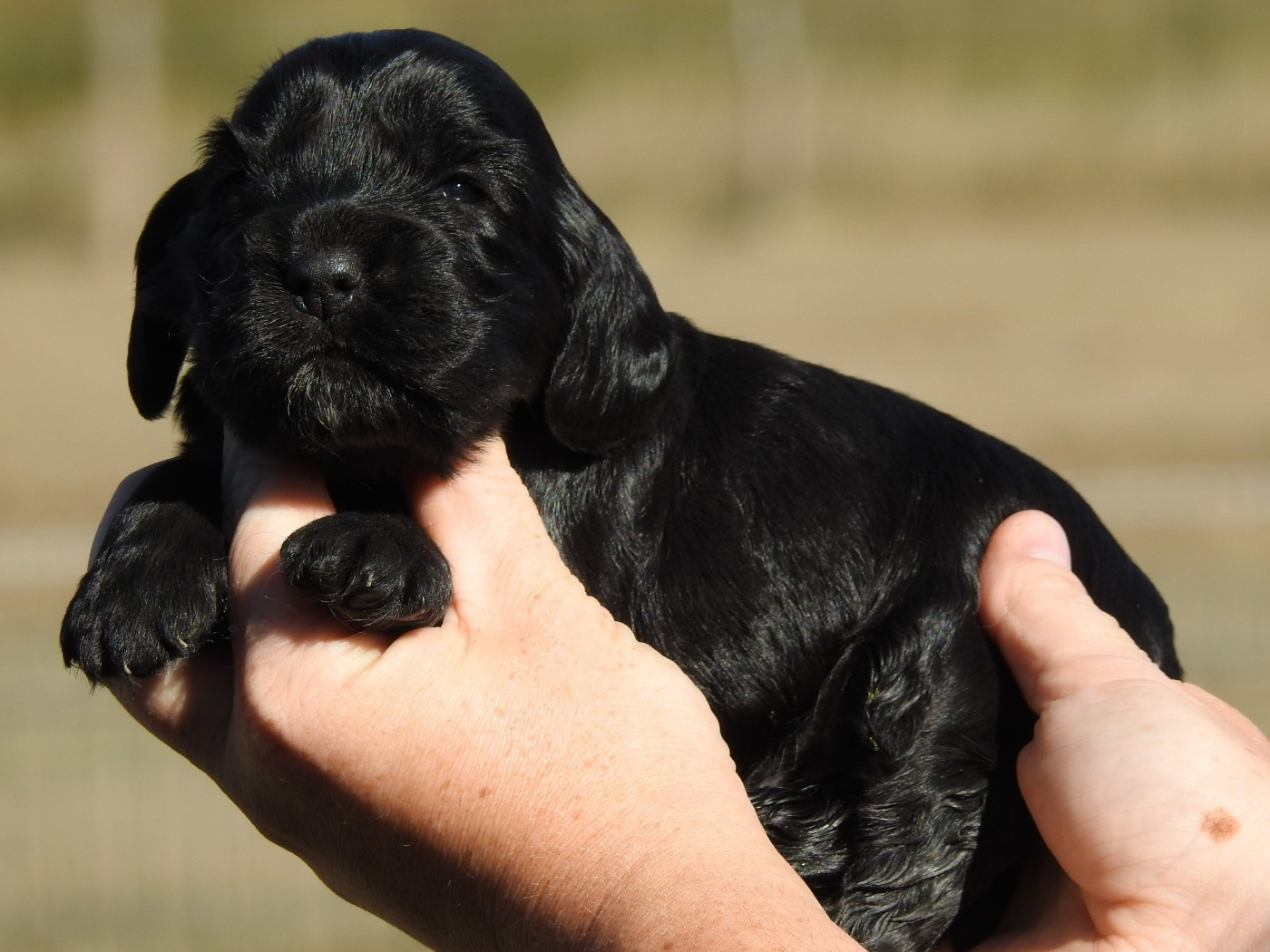 Du Clos De La Majesty - Chiots disponibles - Cocker Spaniel Anglais