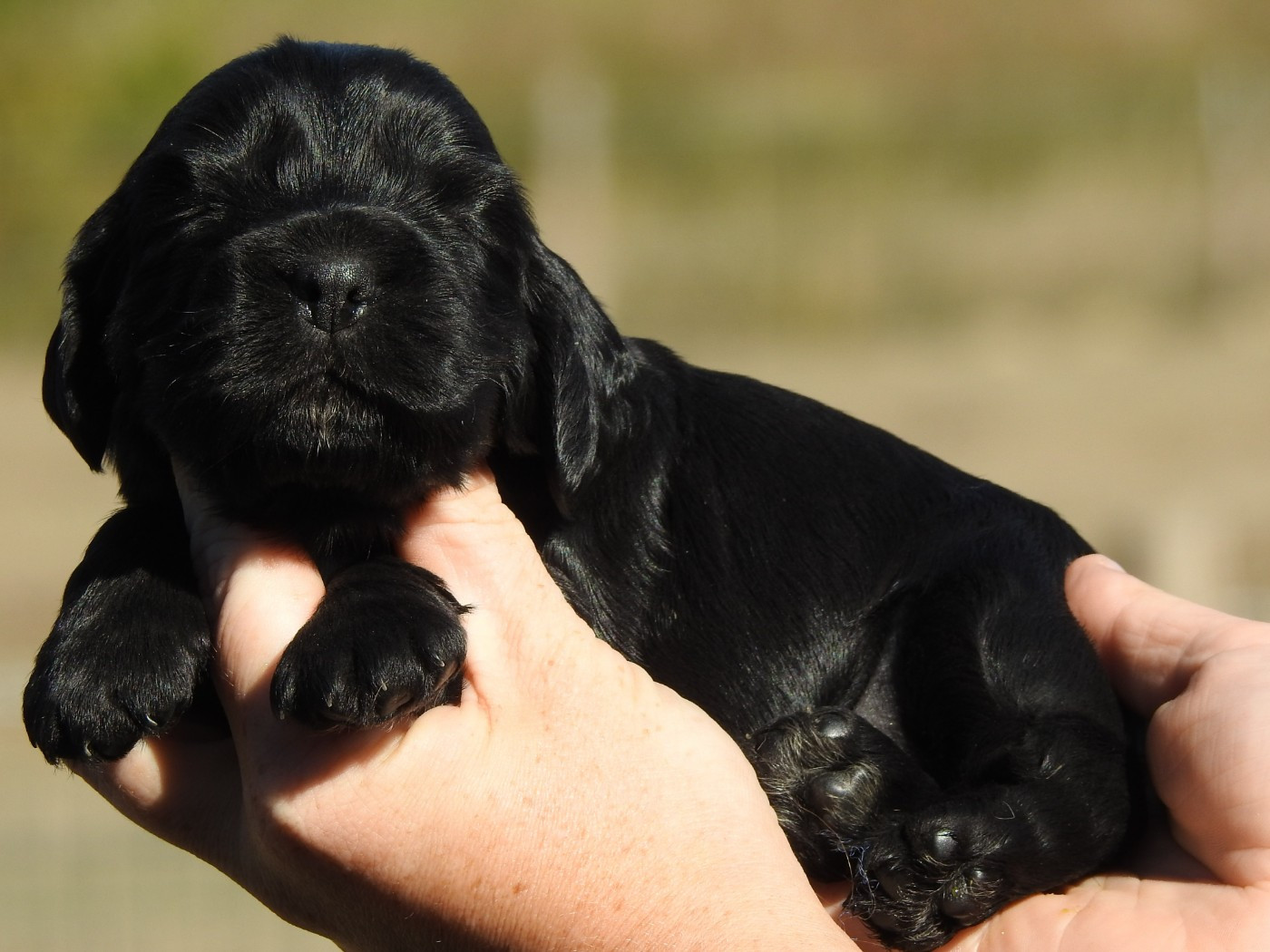 Du Clos De La Majesty - Chiots disponibles - Cocker Spaniel Anglais
