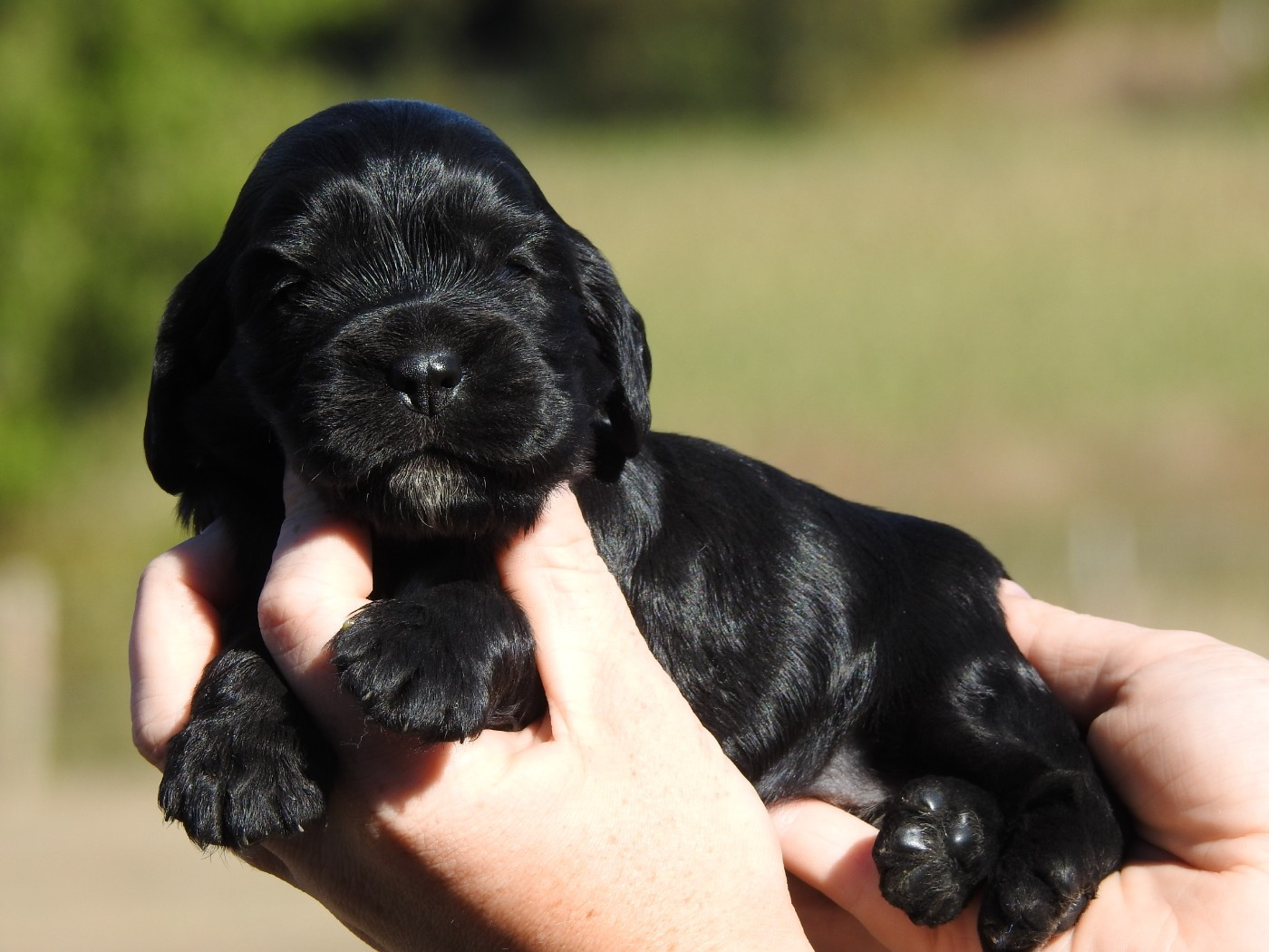 Du Clos De La Majesty - Chiots disponibles - Cocker Spaniel Anglais