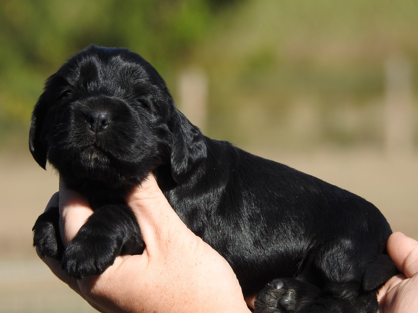 Du Clos De La Majesty - Chiots disponibles - Cocker Spaniel Anglais