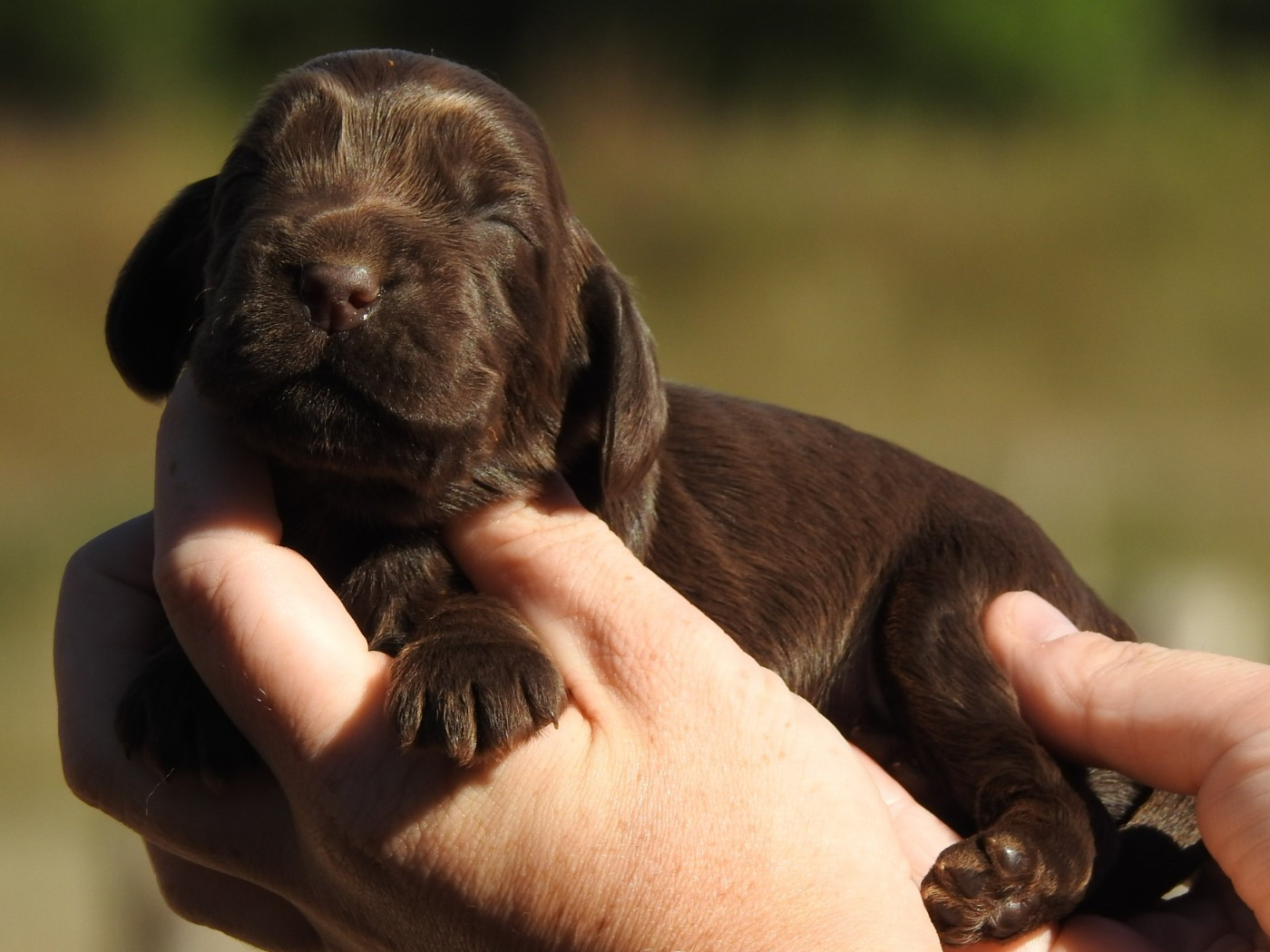 Du Clos De La Majesty - Chiots disponibles - Cocker Spaniel Anglais