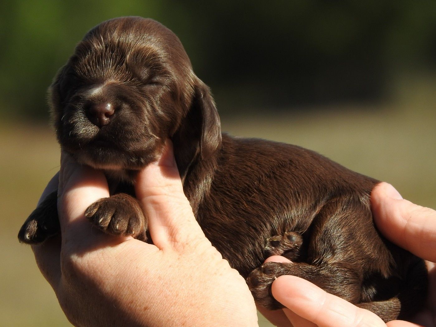 Du Clos De La Majesty - Chiots disponibles - Cocker Spaniel Anglais