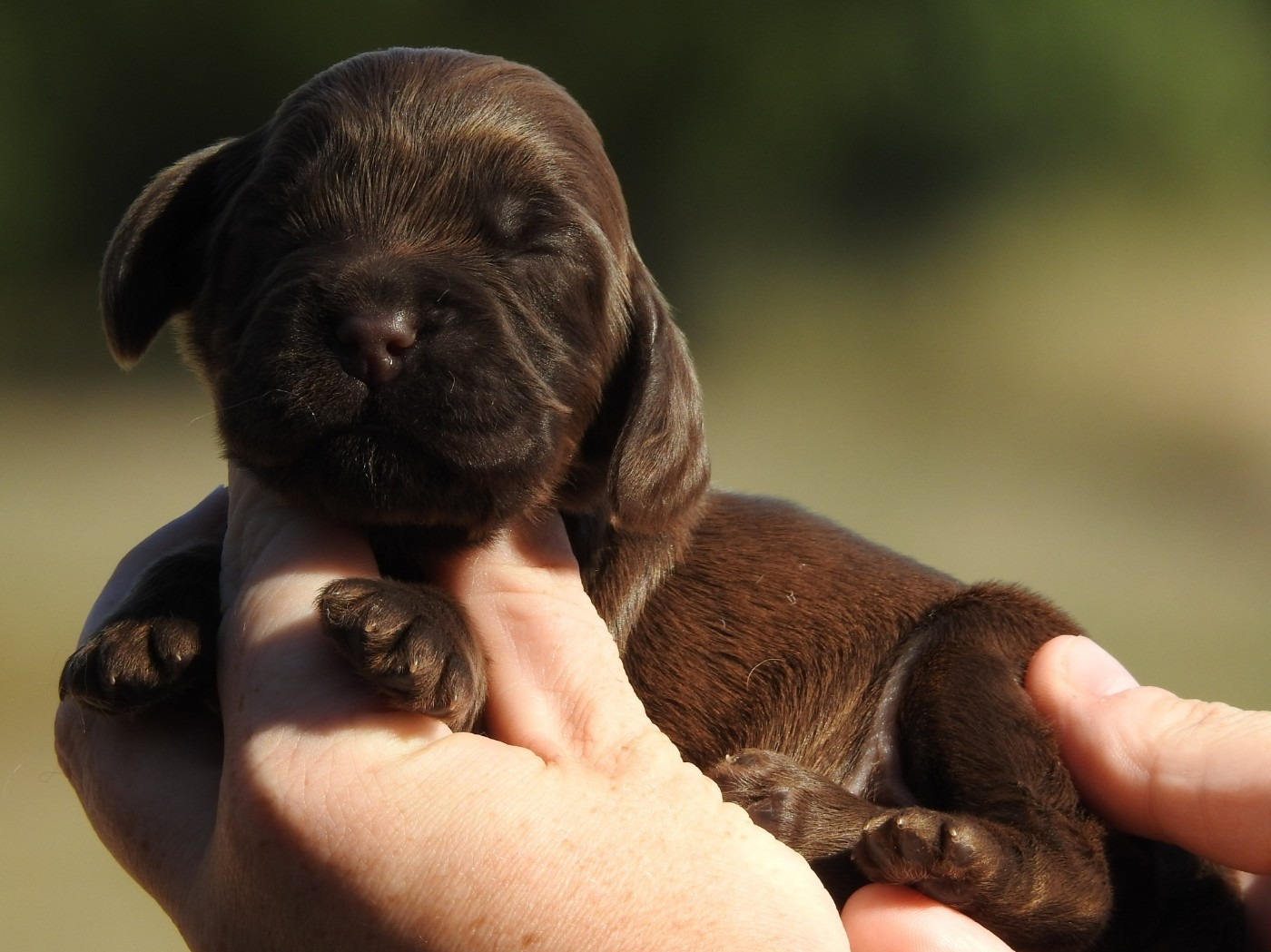 Du Clos De La Majesty - Chiots disponibles - Cocker Spaniel Anglais