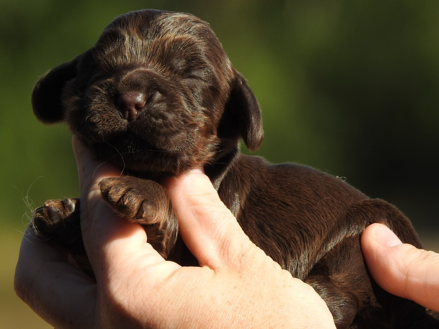 Du Clos De La Majesty - Chiots disponibles - Cocker Spaniel Anglais