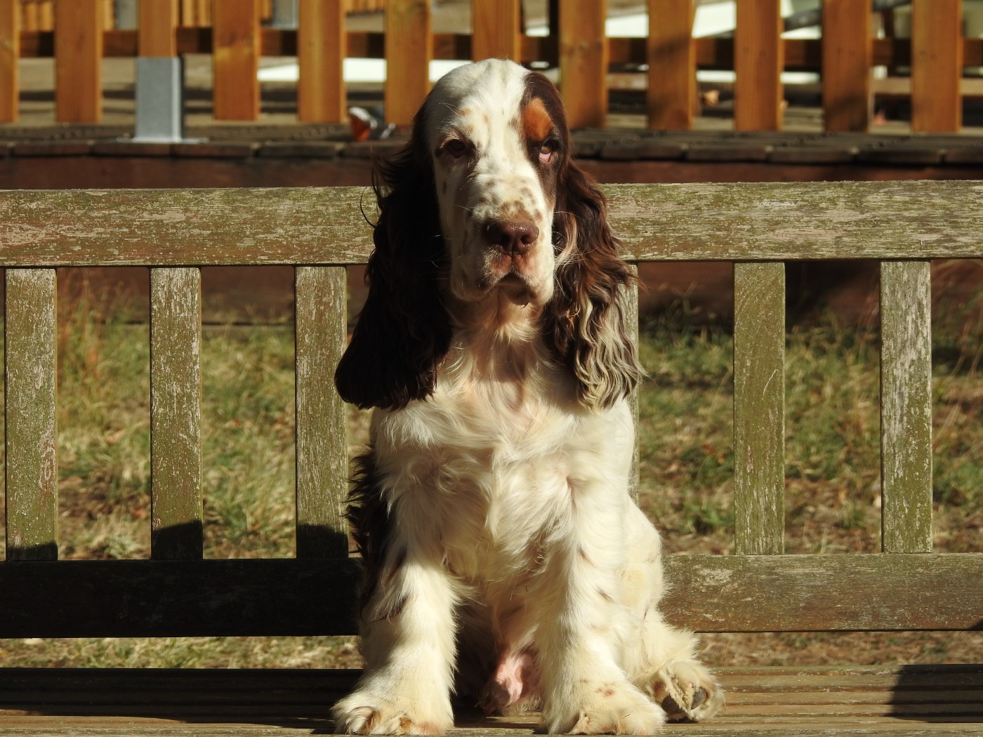 Du Clos De La Majesty - Chiots disponibles - Cocker Spaniel Anglais