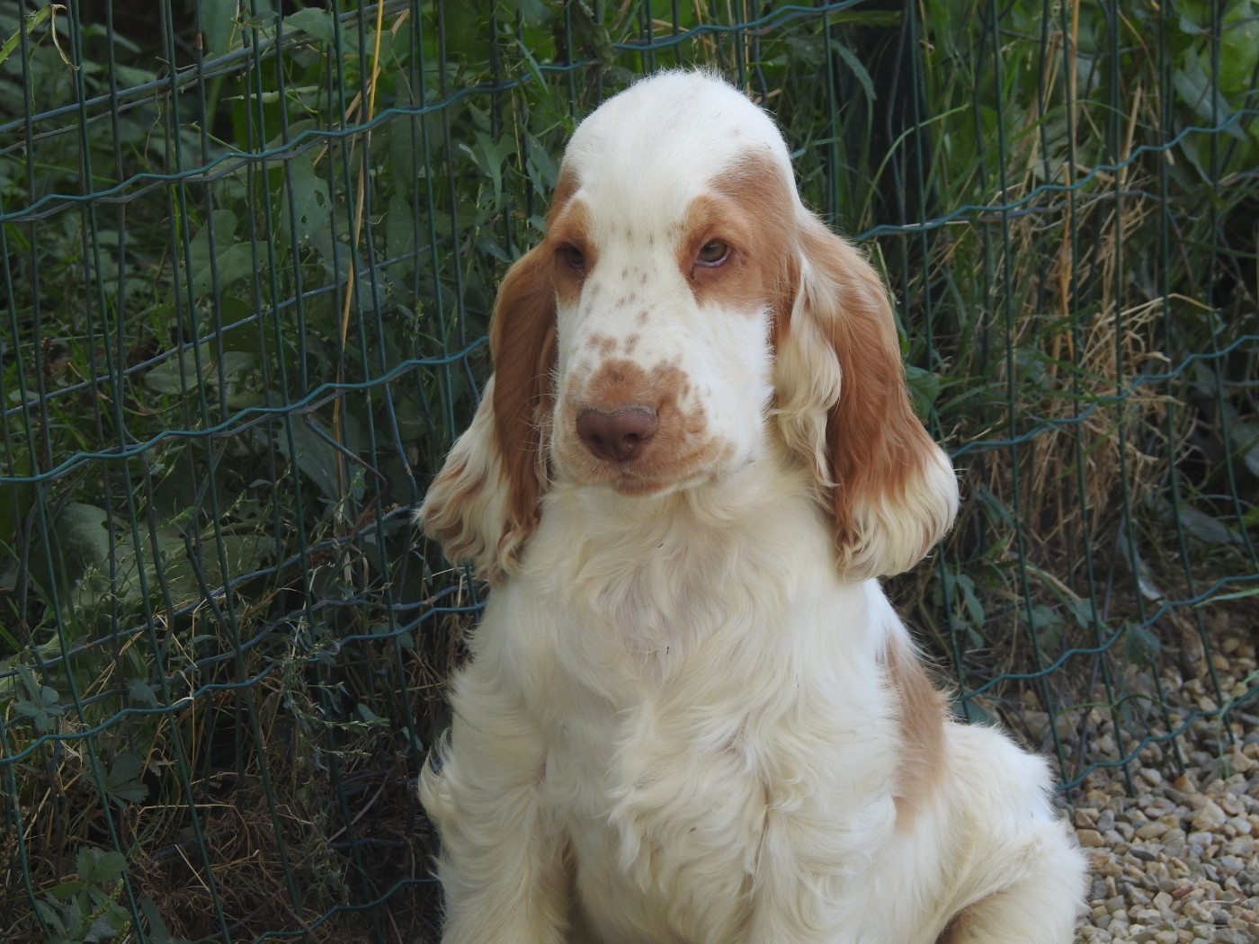 Du Clos De La Majesty - Chiots disponibles - Cocker Spaniel Anglais