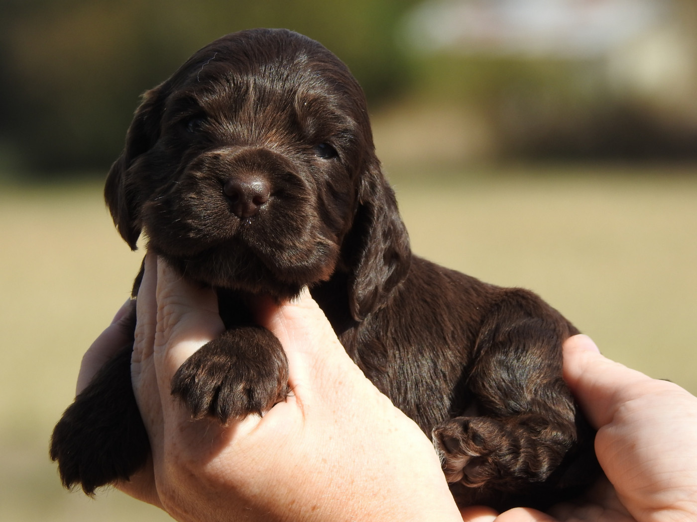 Du Clos De La Majesty - Cocker Spaniel Anglais - Portée née le 31/08/2026