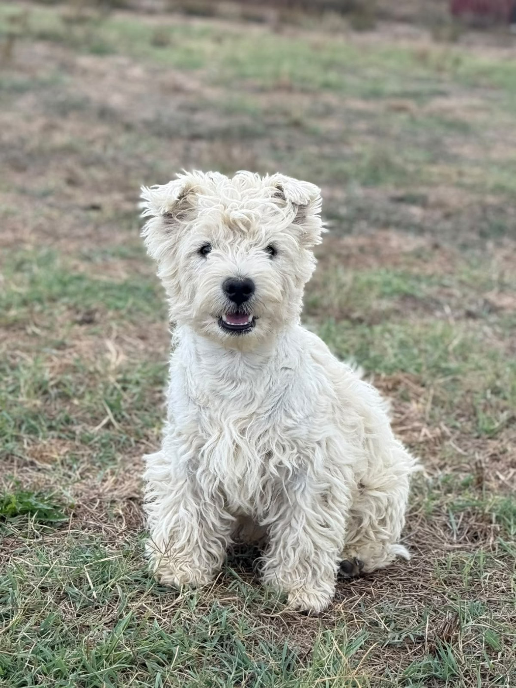 Du Clos De La Majesty - Chiots disponibles - West Highland White Terrier