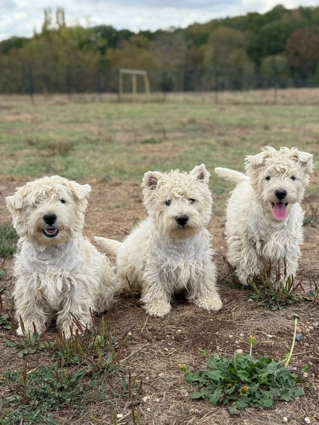 Chiot West Highland White Terrier Du Clos De La Majesty