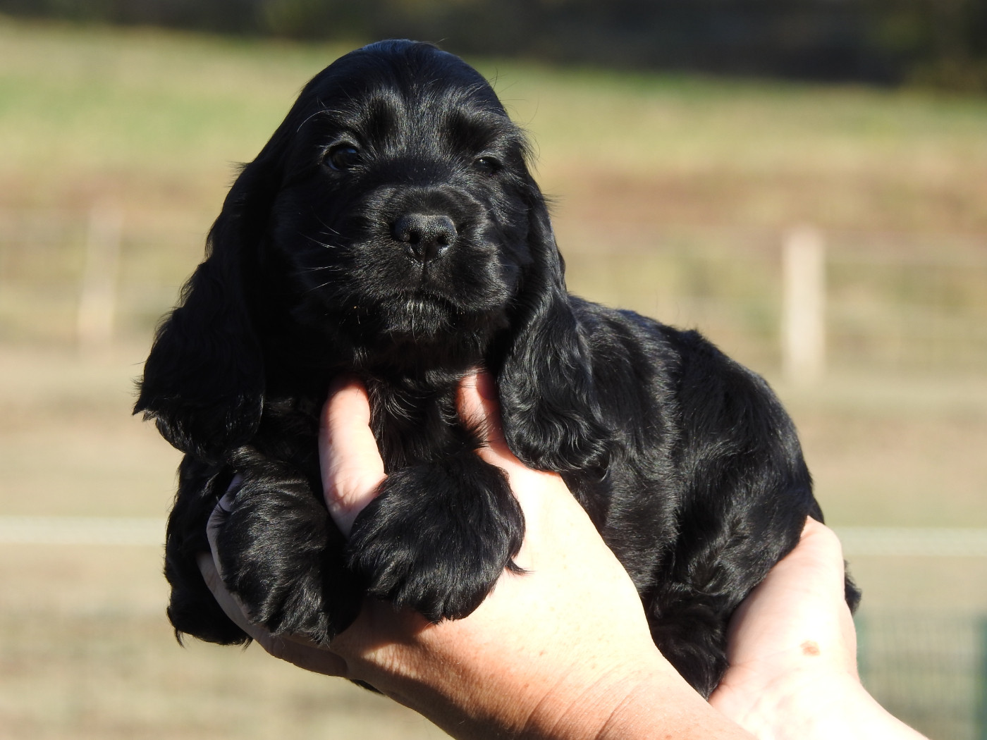 Du Clos De La Majesty - Chiots disponibles - Cocker Spaniel Anglais